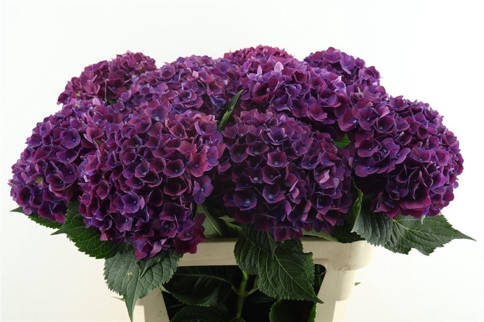 <h4>Hydr M Mon Amour Purple 80-21</h4>