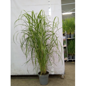 Miscanthus sin.
