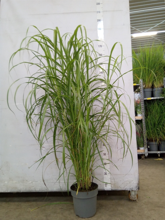 <h4>Miscanthus sin.</h4>