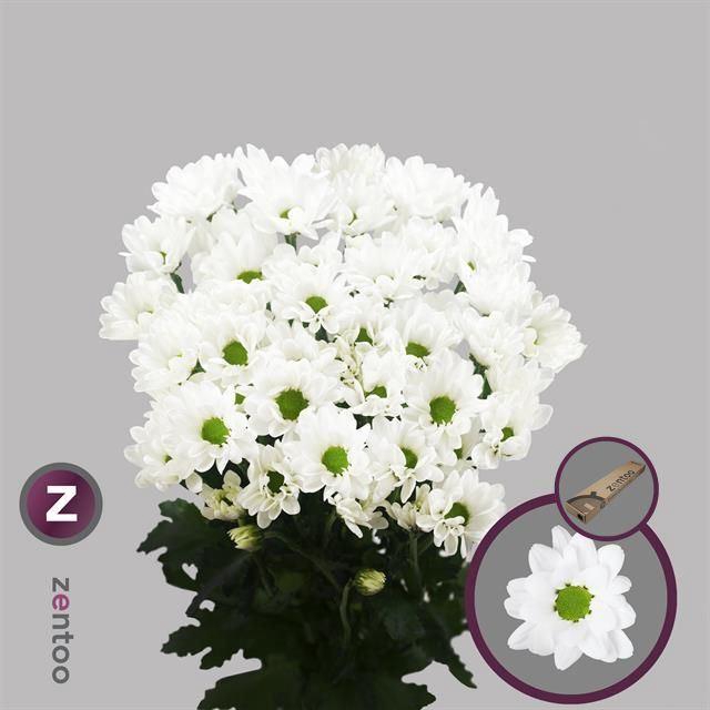 <h4>CHRYSANTHEMUM TR 'CHIC'</h4>