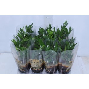 ZAMIOCULCAS P09
