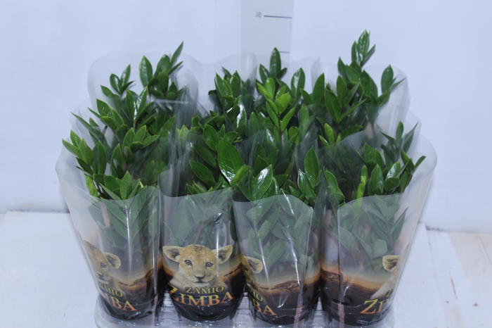 <h4>ZAMIOCULCAS P09</h4>