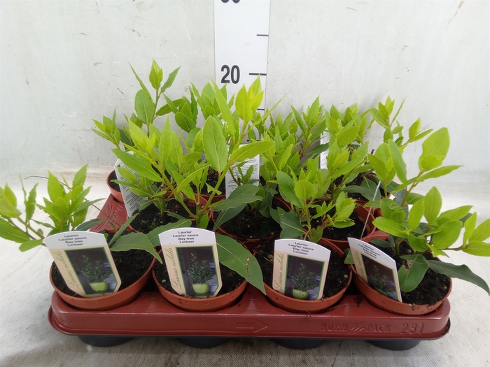 <h4>Laurus nobilis</h4>