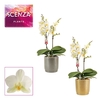 Phalaenopsis multiflora 2 tak Lausanne in Gabriël (Deco-collecti