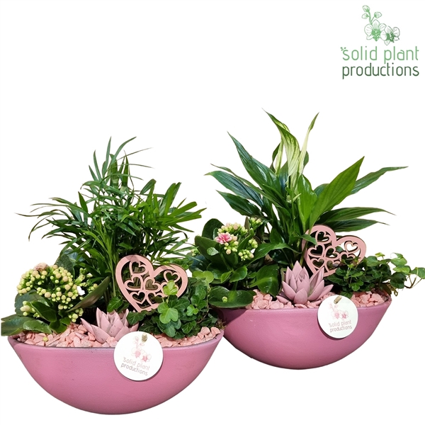 <h4>SCE005 Eyleen Pink Mix VM</h4>