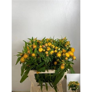 Helichrysum Ov