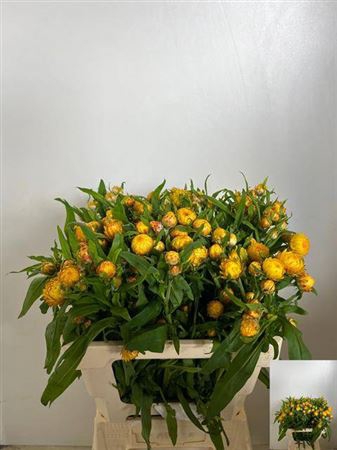 <h4>Helichrysum Ov</h4>