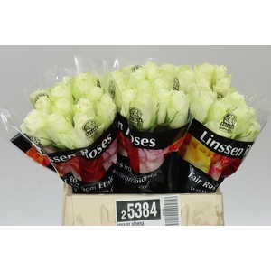 Rosa Gr Athena