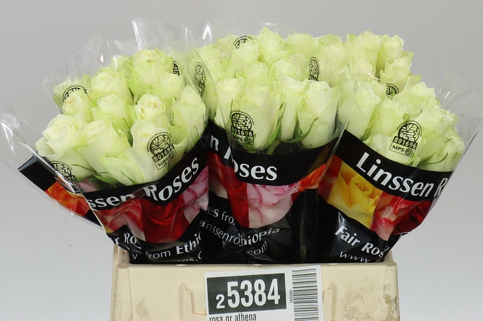 <h4>Rosa Gr Athena</h4>