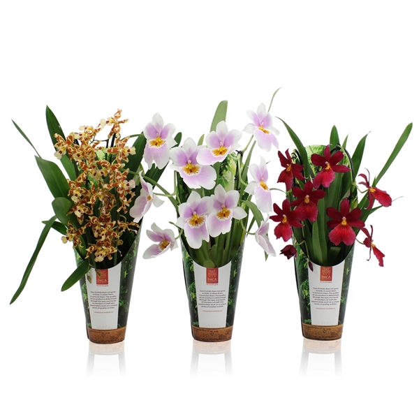 <h4>Inca Orchid mix Cascade 2 spike 9cm luxury cover</h4>