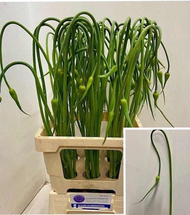 <h4>ALLIUM ZAADBOLLEN ALLIUM SAT OPHIOS</h4>