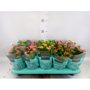 Kalanchoe blos.   ..rosebud mix  5
