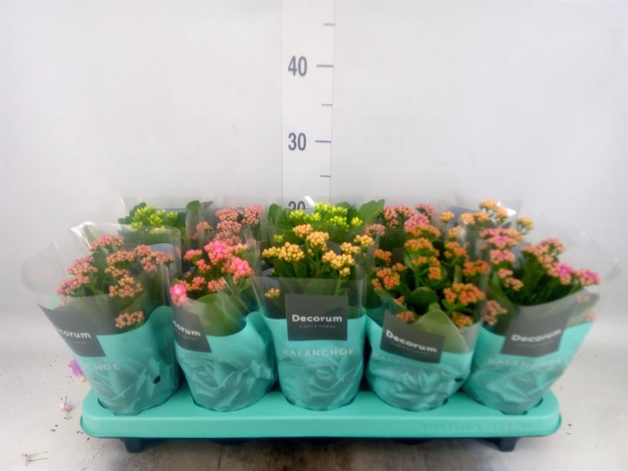 <h4>Kalanchoe blos.   ..rosebud mix  5</h4>