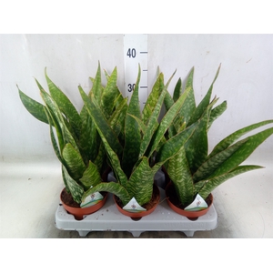 Sansevieria   ...