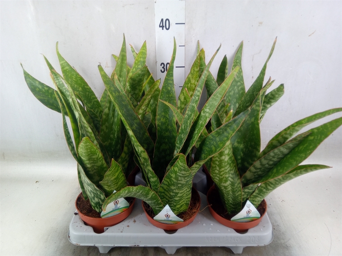 <h4>Sansevieria   ...</h4>