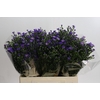 Aster Casamare