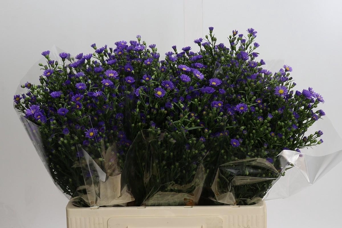 <h4>Aster Casamare</h4>