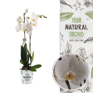 Your Natural Orchid | Nottingham | Phalaenopsis 2 spike