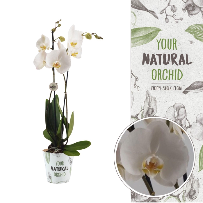 <h4>Your Natural Orchid | Nottingham | Phalaenopsis 2 spike</h4>