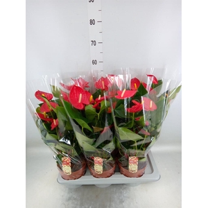 Anthurium andr. 'Tremendo'