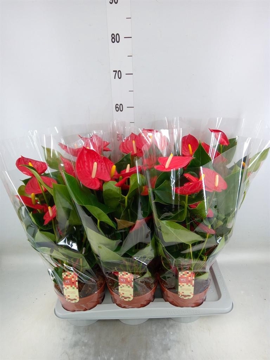 <h4>Anthurium andr. 'Tremendo'</h4>