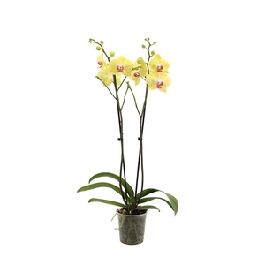 Phal Geel Miraflor 2T16+