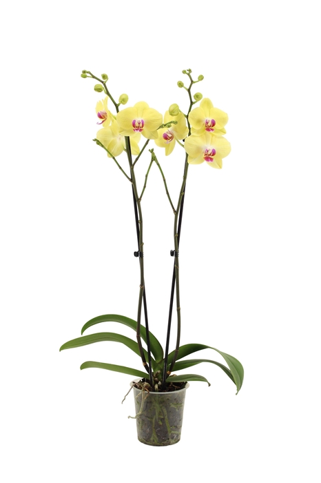 <h4>Phal Geel Miraflor 2T16+</h4>