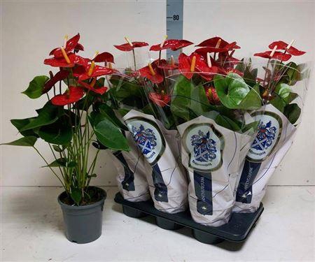 <h4>Anthu A Jambo Red 8+</h4>