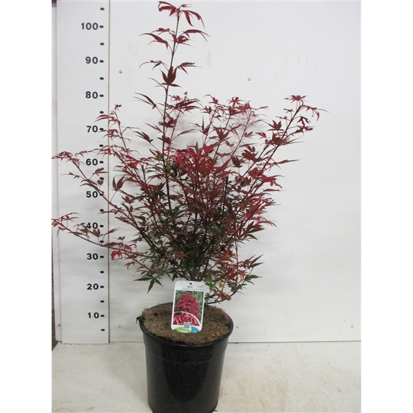<h4>Acer palm. Shaina 50-60 P28</h4>