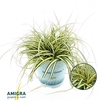 Carex hachijoensis Evergold