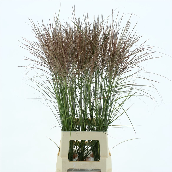 <h4>Miscanthus Silberspinne</h4>