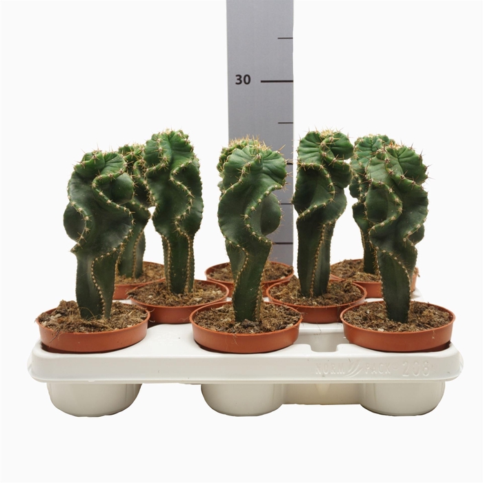 <h4>Cereus   ...</h4>