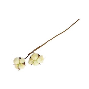 Stem Cotton 2 Heads L50 Yellow