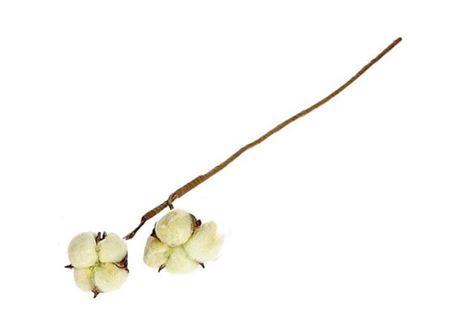 <h4>Stem Cotton 2 Heads L50 Yellow</h4>