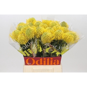 LEUCOSPERMUM NUTANS 'HIGH GOLD'