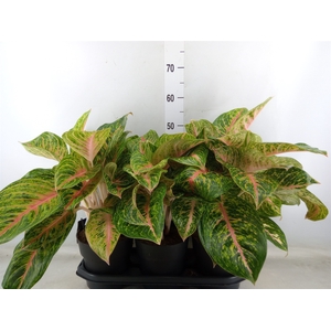 Aglaonema  'Spring Red'