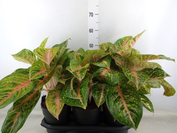 Aglaonema  'Spring Red'