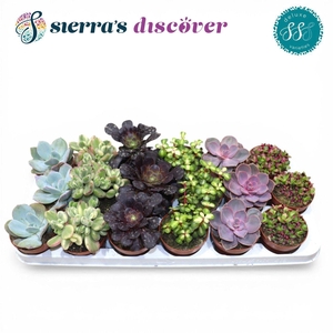 Discover® - Sevilla Succulents Mix (Deluxe)