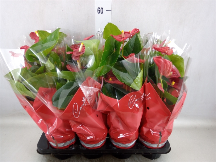 Anthurium andr. 'Jambo Red'