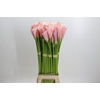 Zantedeschia Eydolls Pink
