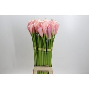 Zantedeschia Eydolls Pink