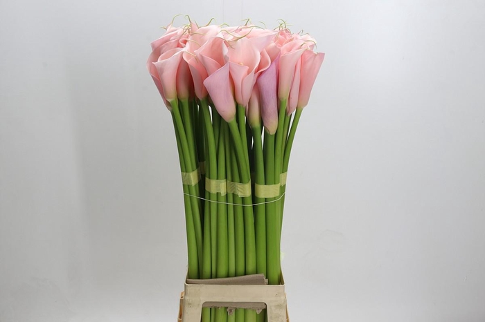 <h4>Zantedeschia Eydolls Pink</h4>