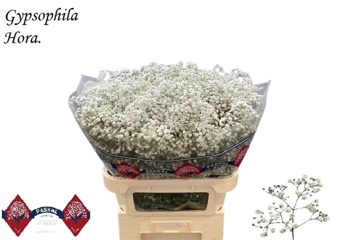 <h4>GYPS PA HORA</h4>