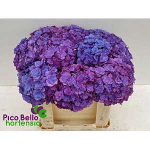 HYDR M ROY ANASTA BL