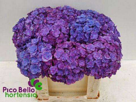 <h4>HYDR M ROY ANASTA BL</h4>