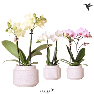 Kolibri Orchids Phalaenopsis mix 2 spike in Maze pot white