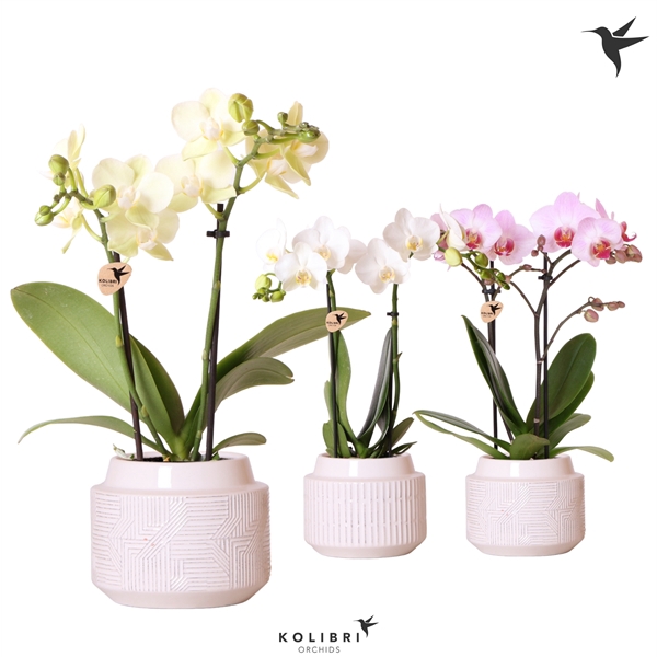 <h4>Kolibri Orchids Phalaenopsis mix 2 spike in Maze pot white</h4>