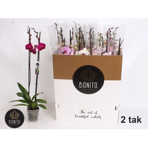 PHAL GEM 9 KL