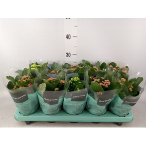 Kalanchoe blos.   ..rosebud mix  5