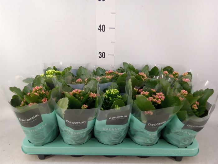 <h4>Kalanchoe blos.   ..rosebud mix  5</h4>
